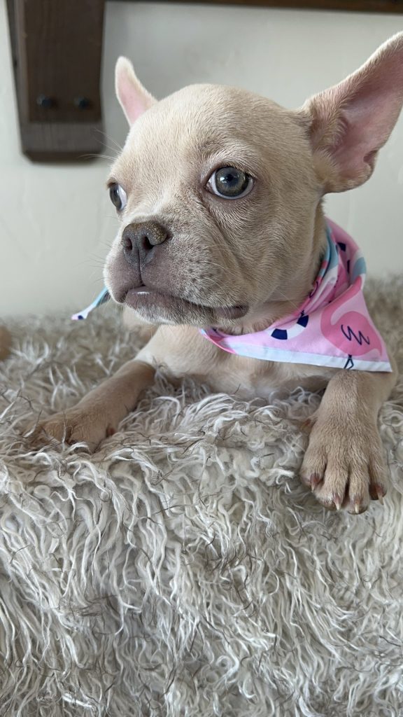 Cindy Lou | Platinum French Bulldog Female | Available Now