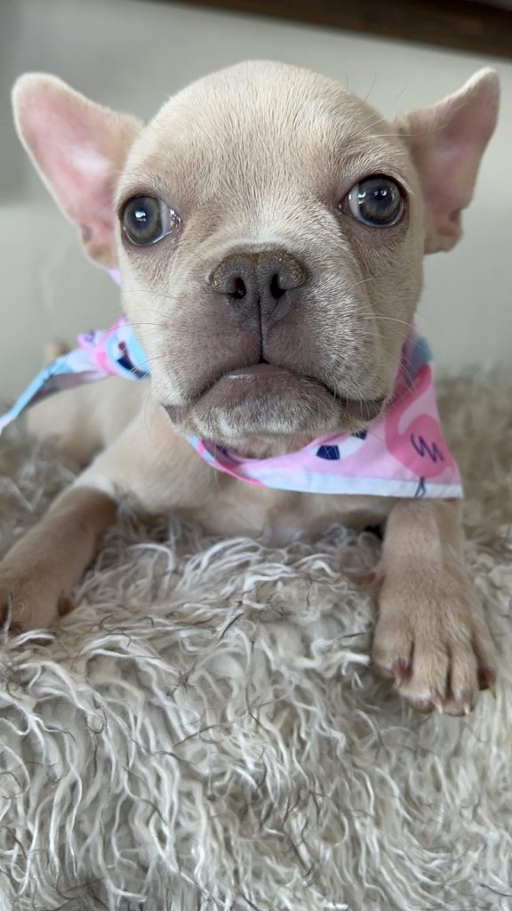 Cindy Lou | Platinum French Bulldog Female | Available Now