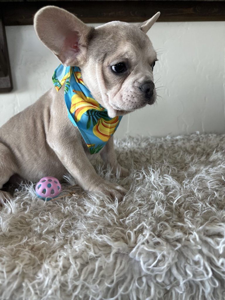 Kody | Blue Fawn French Bulldog Male | Available Now​