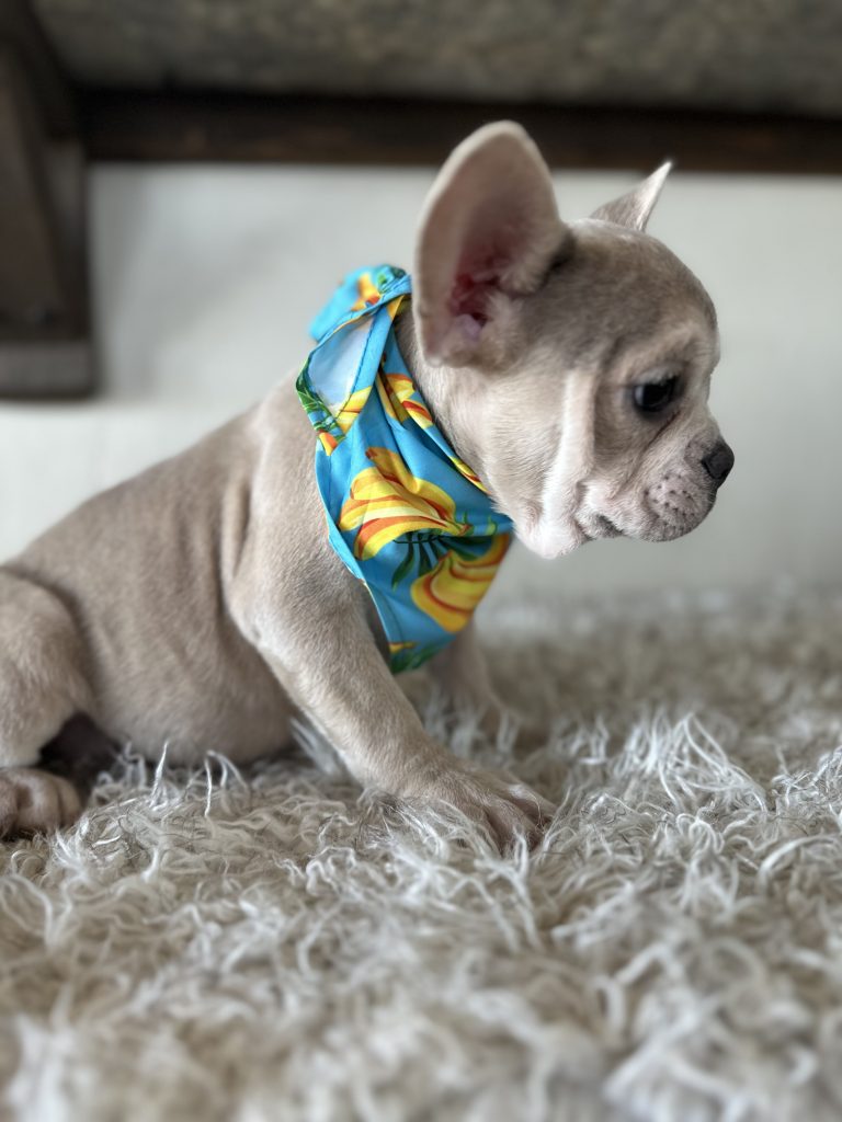 Kody | Blue Fawn French Bulldog Male | Available Now​