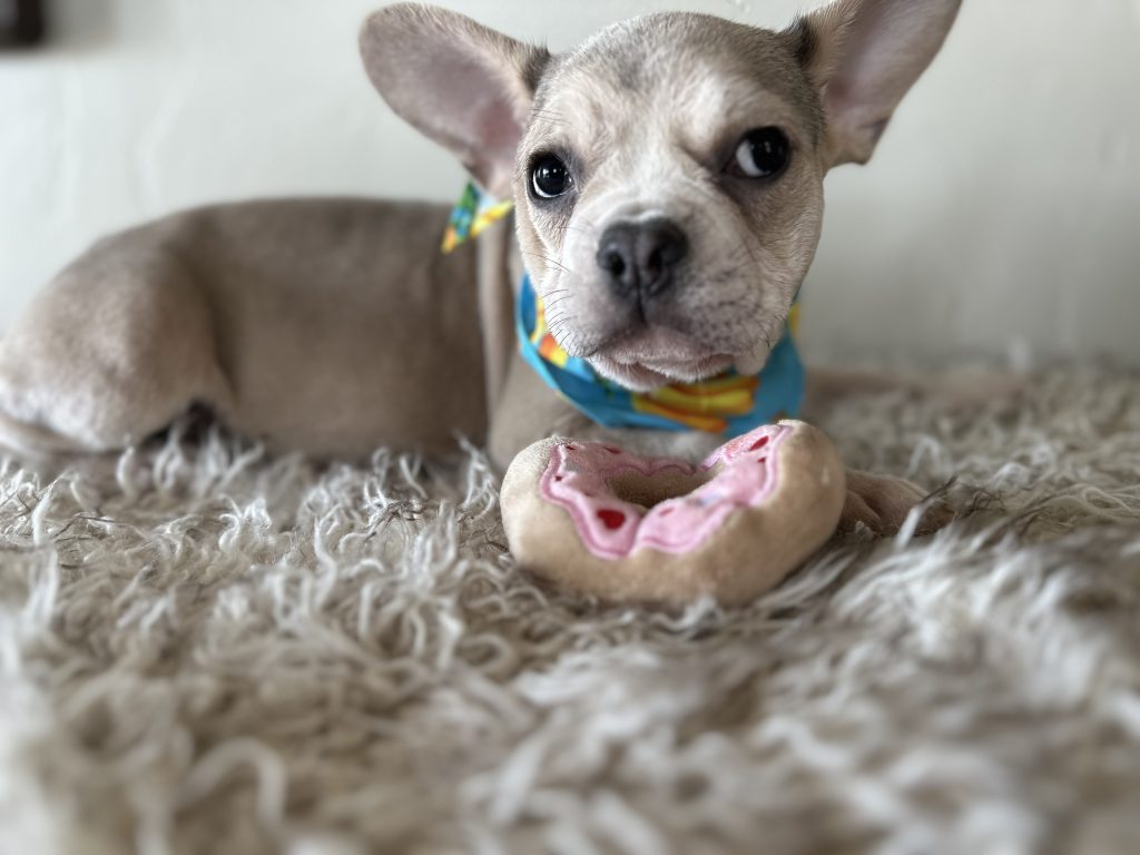Kody | Blue Fawn French Bulldog Male | Available Now​