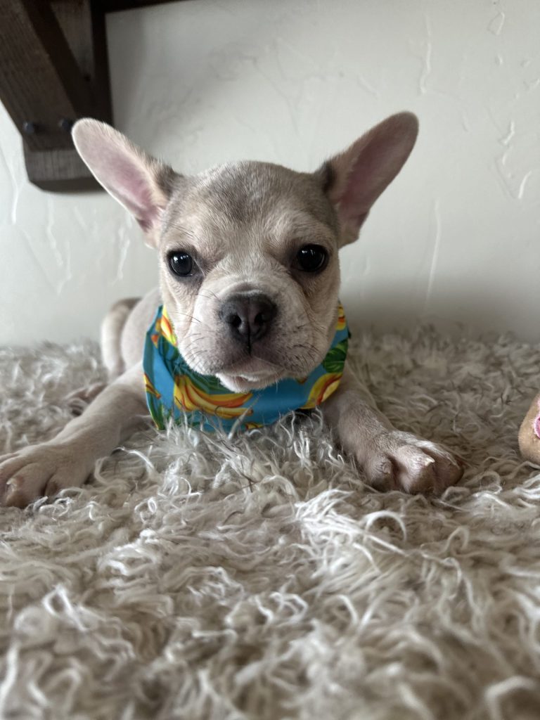 Kody | Blue Fawn French Bulldog Male | Available Now​