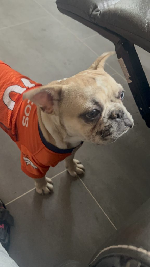 Donut | Fawn Merle French Bulldog Male | Available Now
