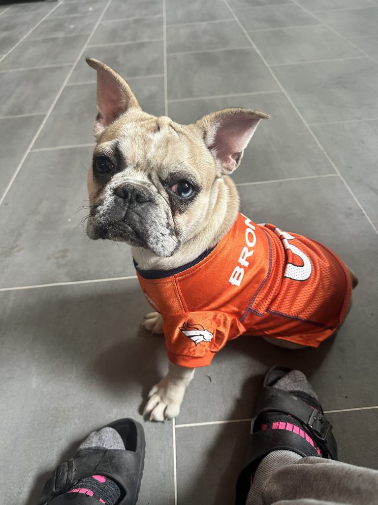Donut | Fawn Merle French Bulldog Male | Available Now