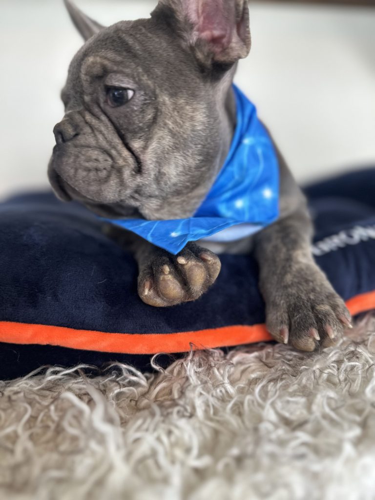 Keith | Blue French Bulldog Male | Available Now
