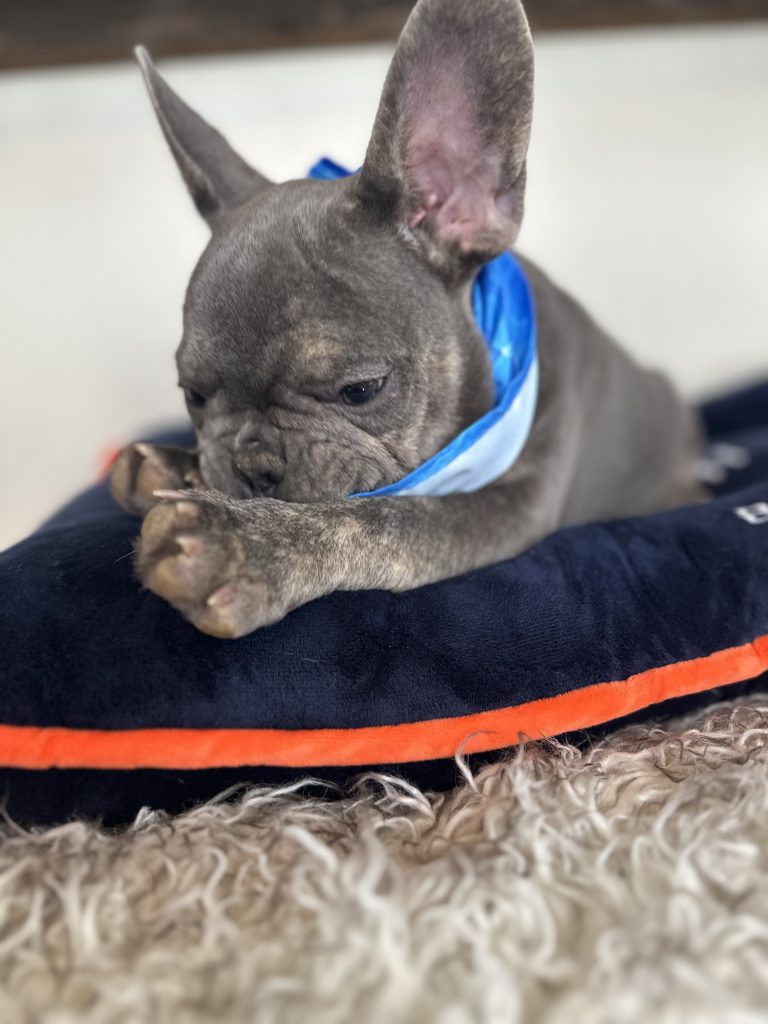 Keith | Blue French Bulldog Male | Available Now