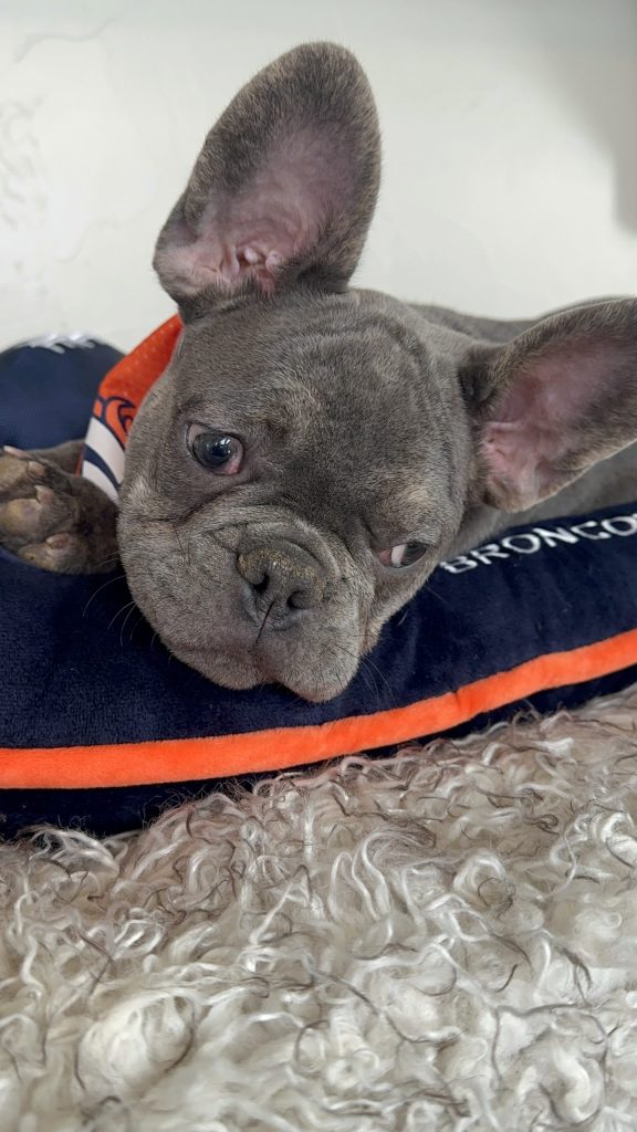 Keith | Blue French Bulldog Male | Available Now