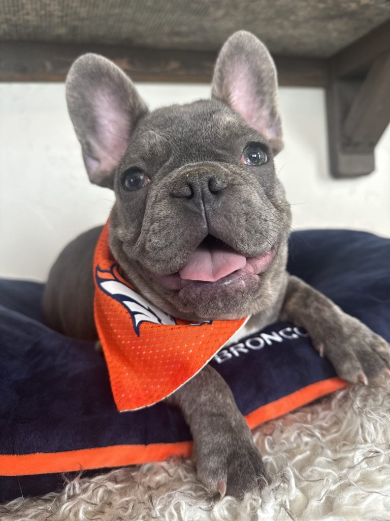 Keith | Blue French Bulldog Male | Available Now