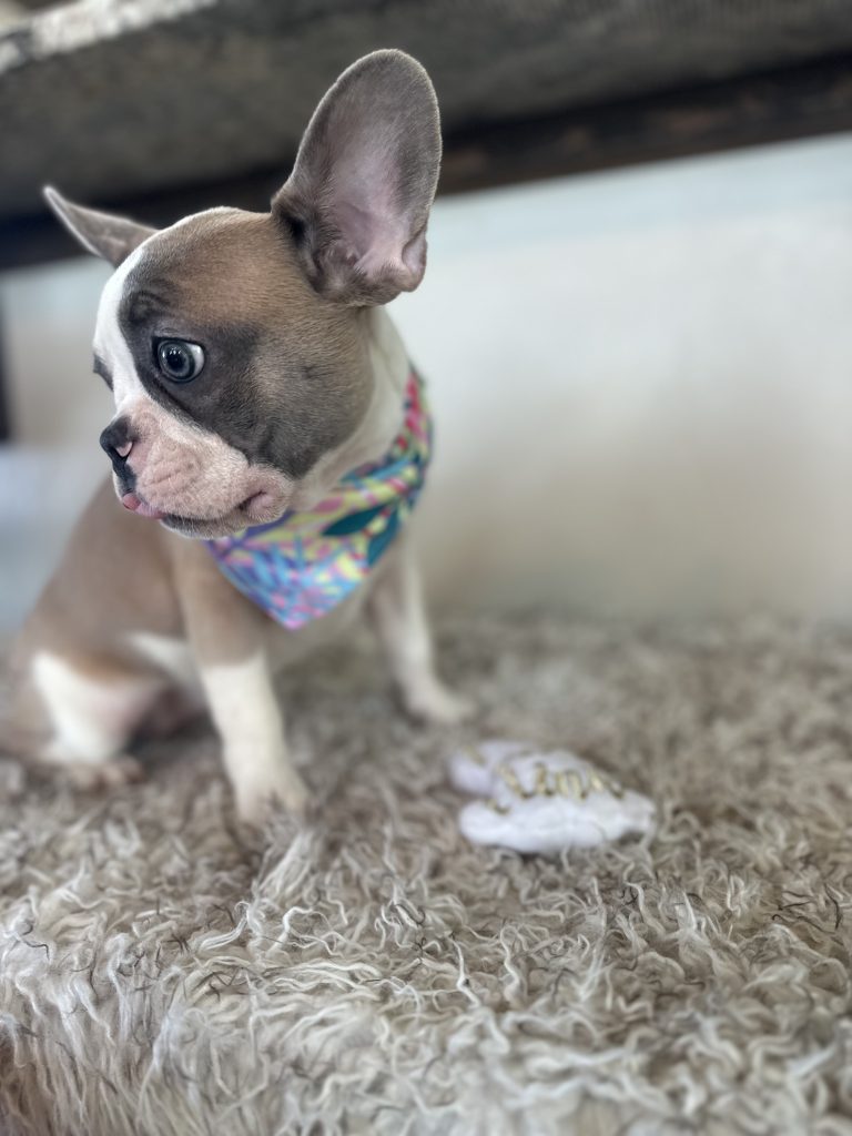 Isabella | Fawn & White French Bulldog Female | Available Now