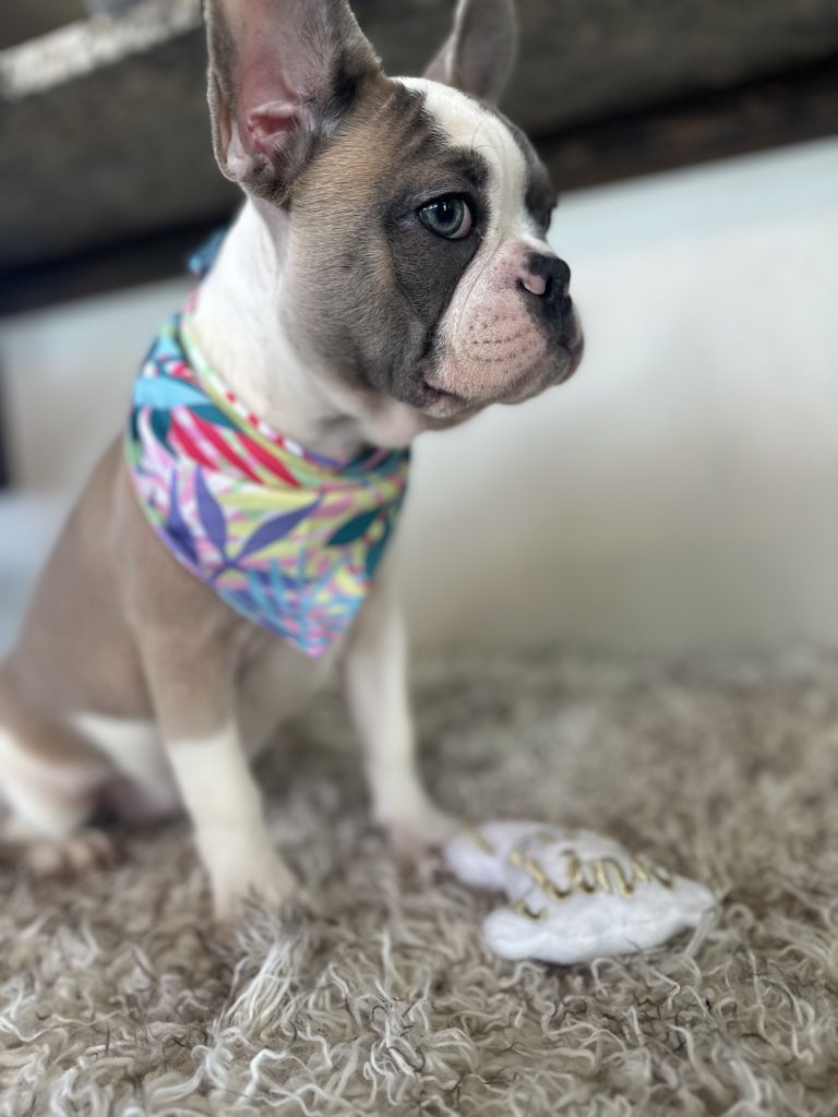 Isabella | Fawn & White French Bulldog Female | Available Now