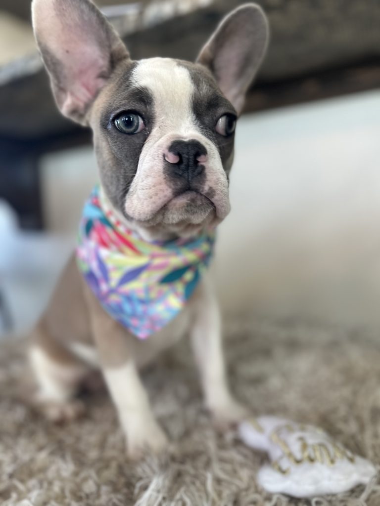 Isabella | Fawn & White French Bulldog Female | Available Now