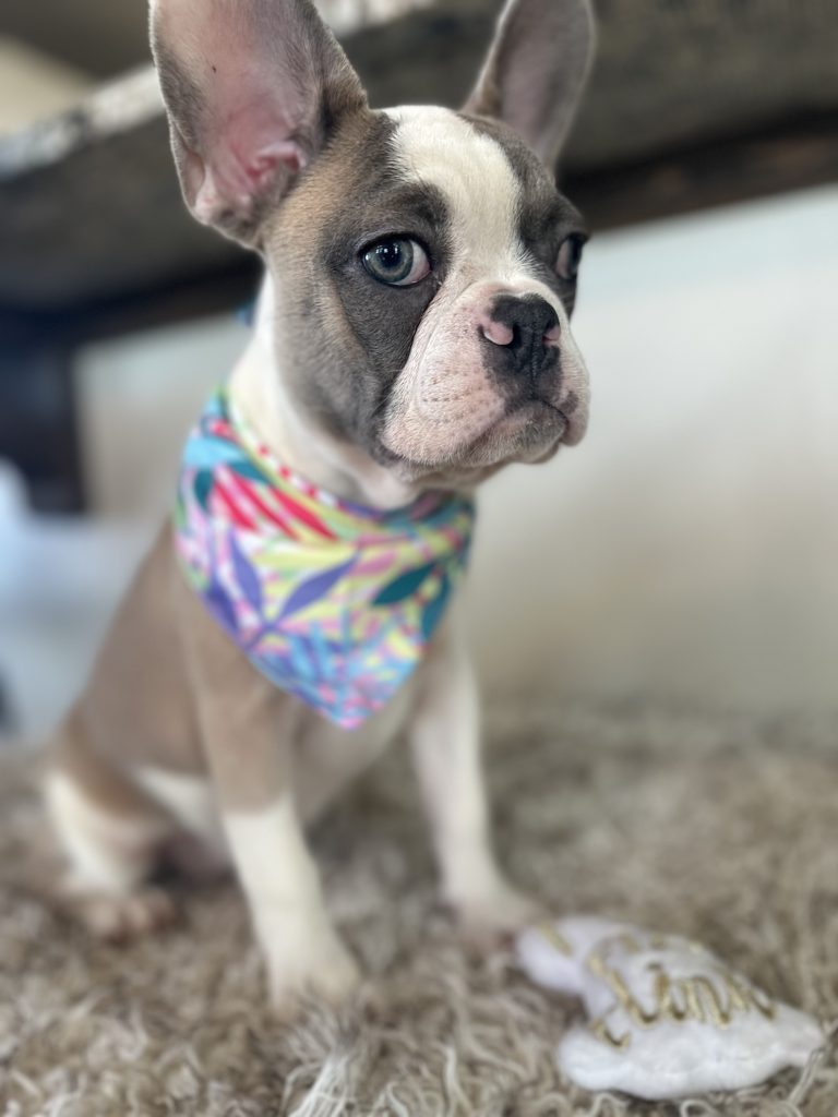 Isabella | Fawn & White French Bulldog Female | Available Now