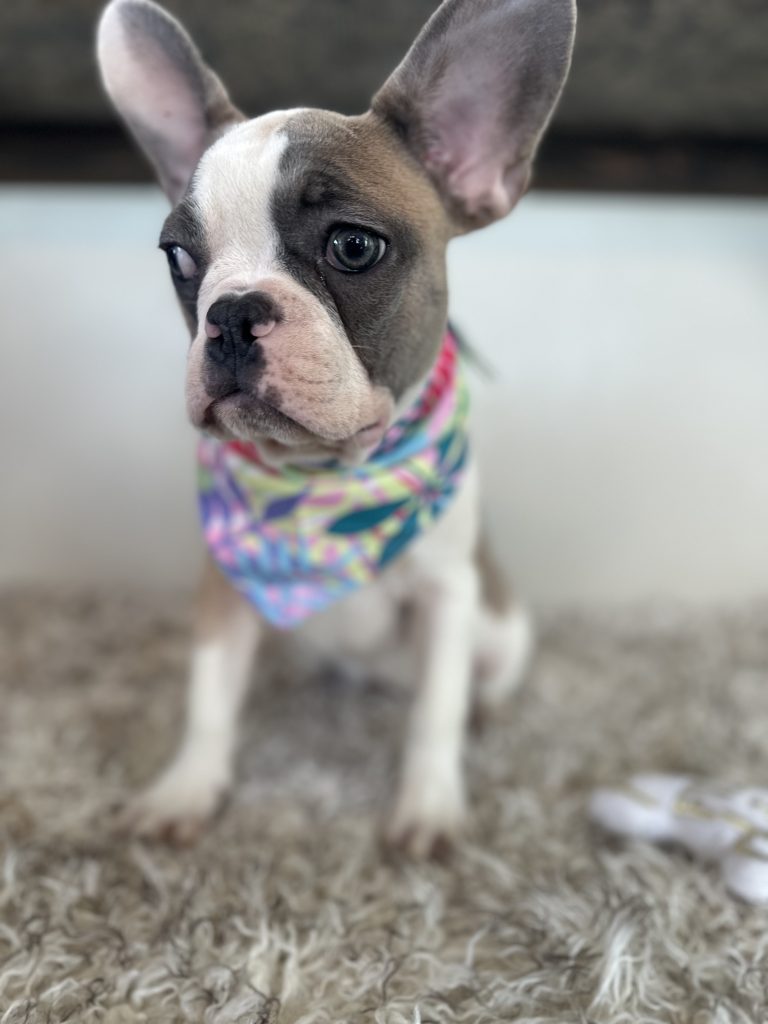 Isabella | Fawn & White French Bulldog Female | Available Now
