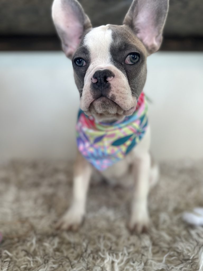 Isabella | Fawn & White French Bulldog Female | Available Now