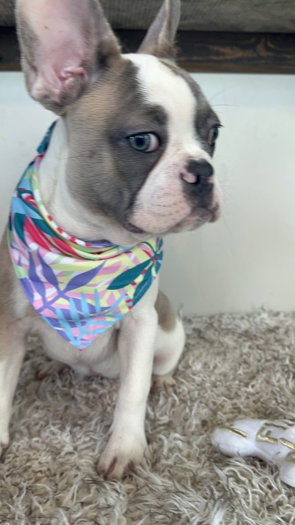 Isabella | Fawn & White French Bulldog Female | Available Now