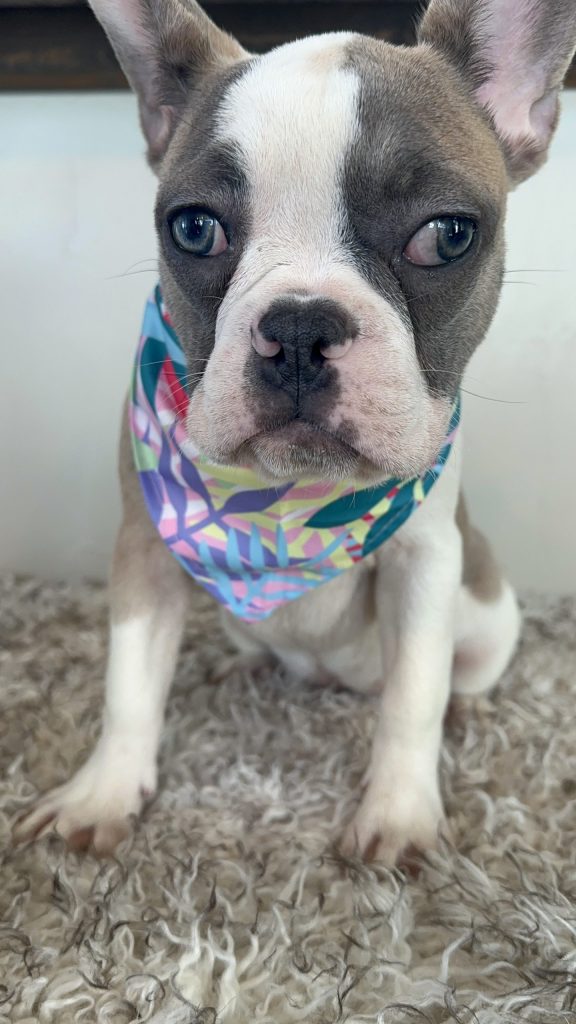 Isabella | Fawn & White French Bulldog Female | Available Now