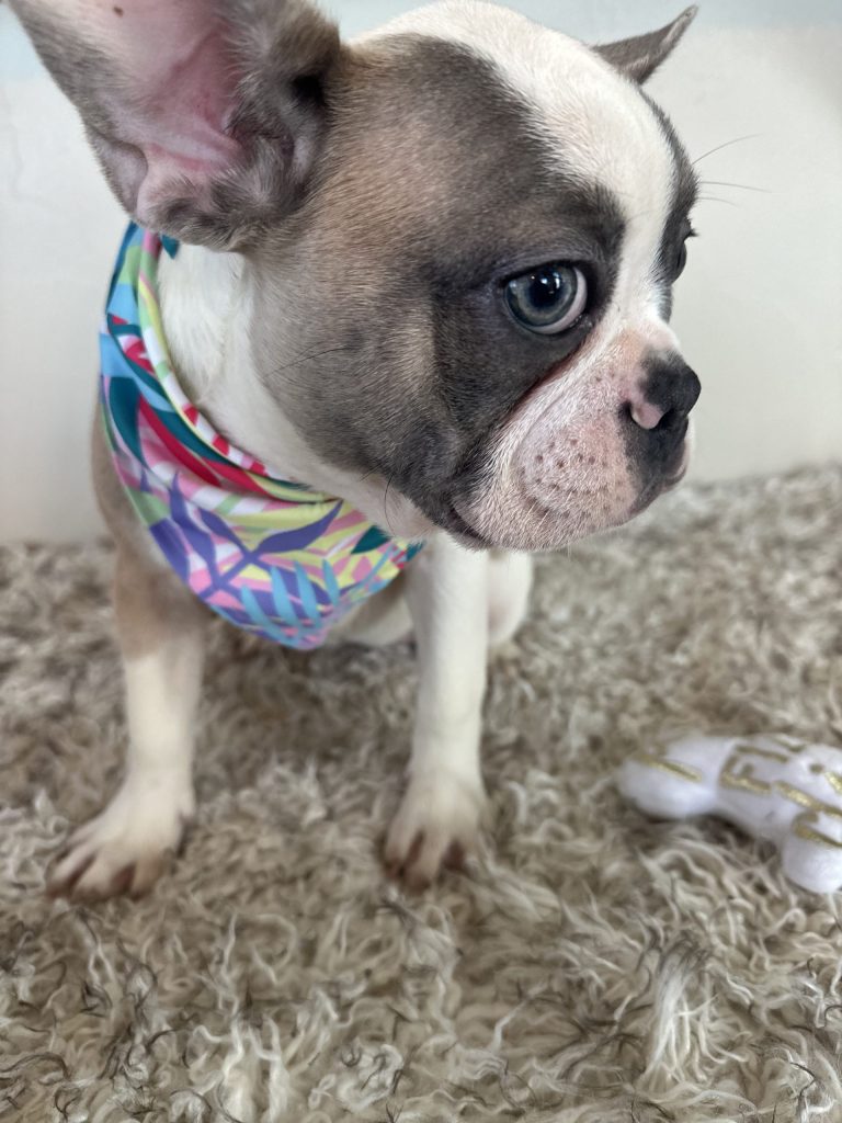 Isabella | Fawn & White French Bulldog Female | Available Now
