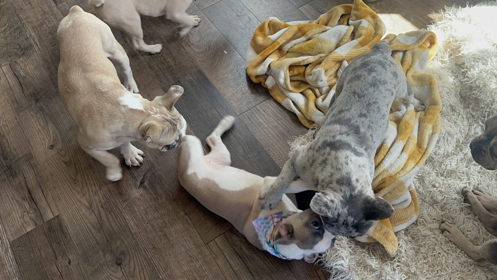 Isabella | Fawn & White French Bulldog Female | Available Now