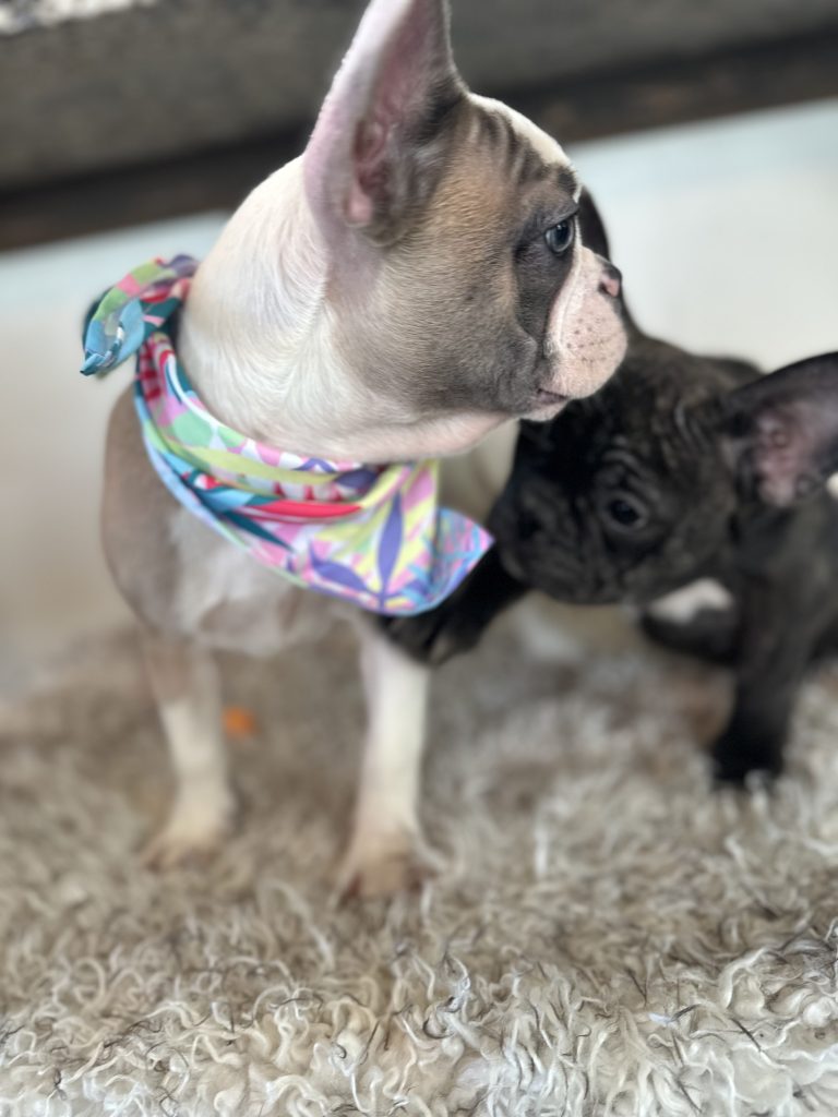 Isabella | Fawn & White French Bulldog Female | Available Now