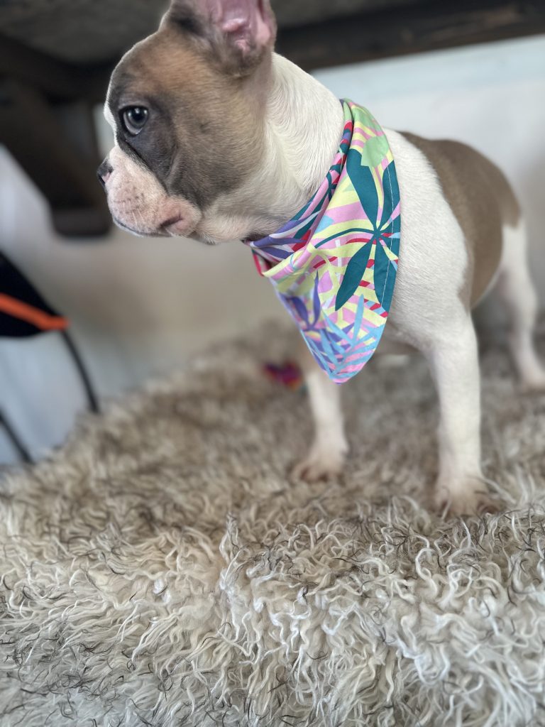 Isabella | Fawn & White French Bulldog Female | Available Now
