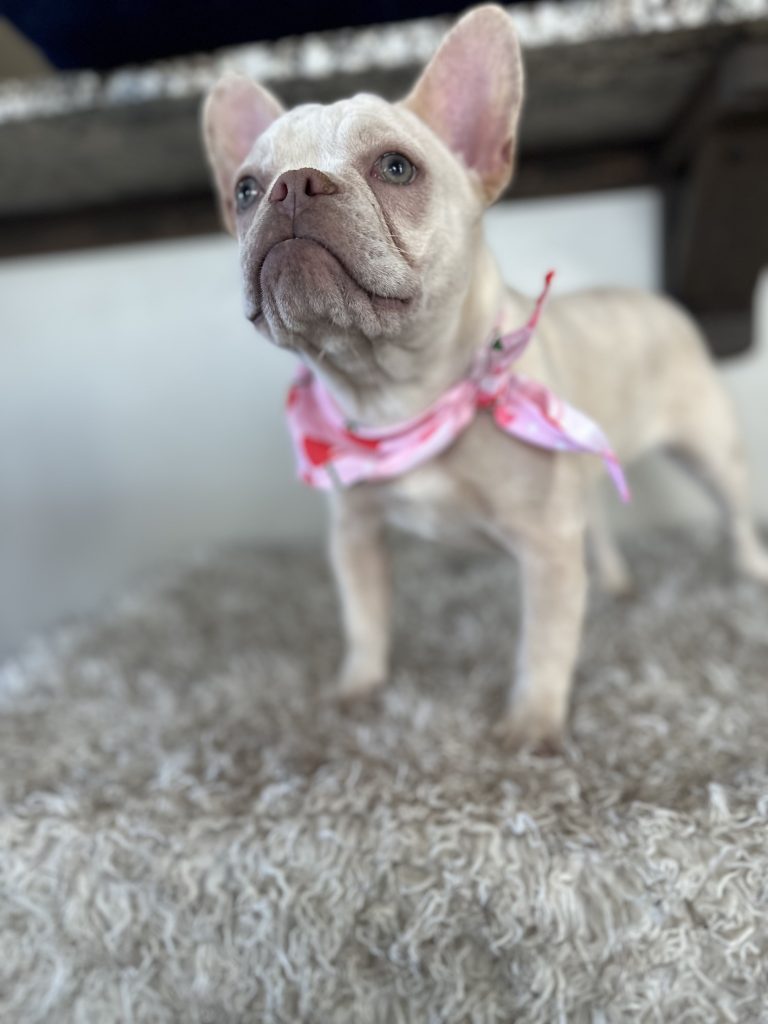 Daisy | Platinum French Bulldog Female | Available Now