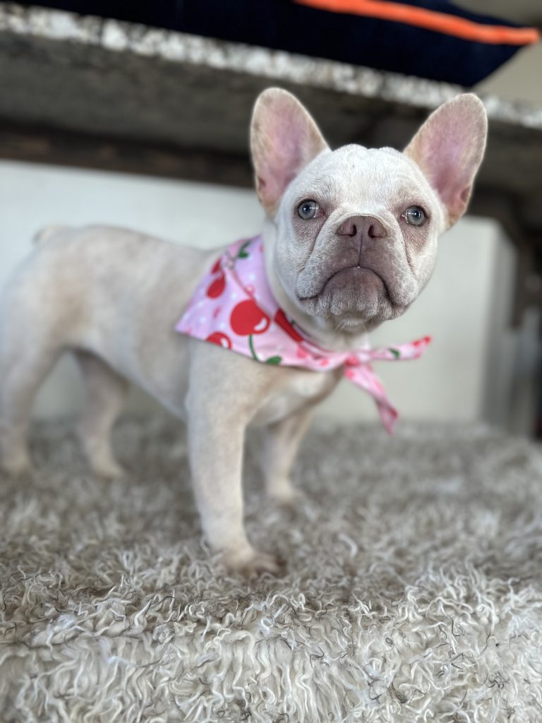 Daisy | Platinum French Bulldog Female | Available Now