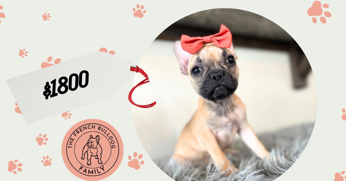Lyra | Sable French Bulldog Female | Available Now