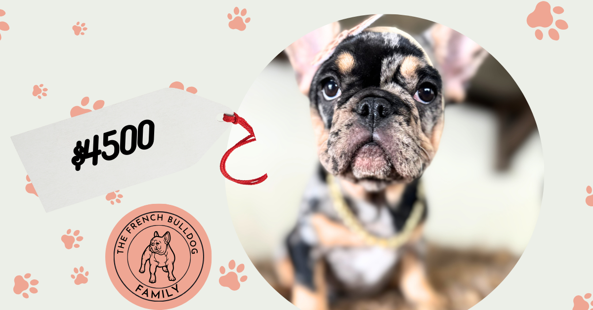 Midnight | Black Merle & Tan French Bulldog Female | Available Now