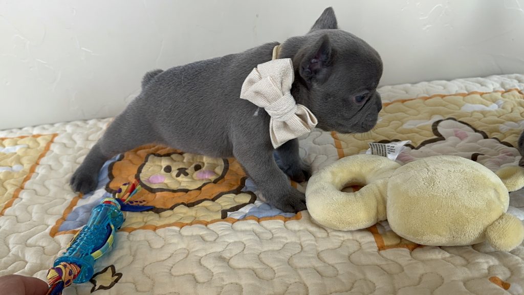 Sammy | Blue French Bulldog Male | Available in Dec 2024