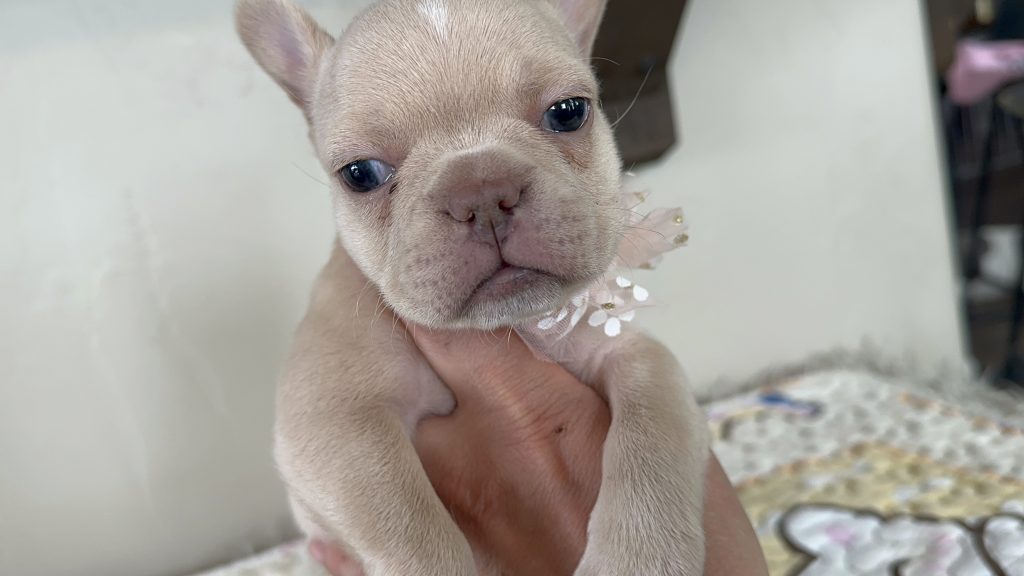 Sasha | Cream French Bulldog Female | Available in Dec 2024