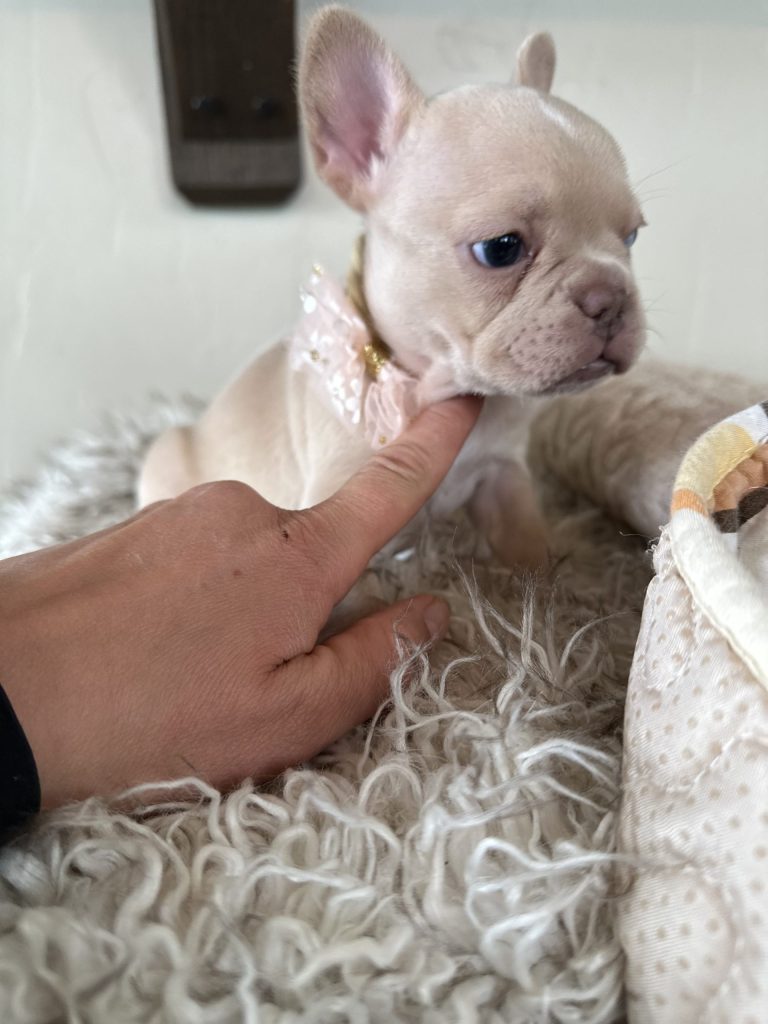 Sasha | Cream French Bulldog Female | Available in Dec 2024