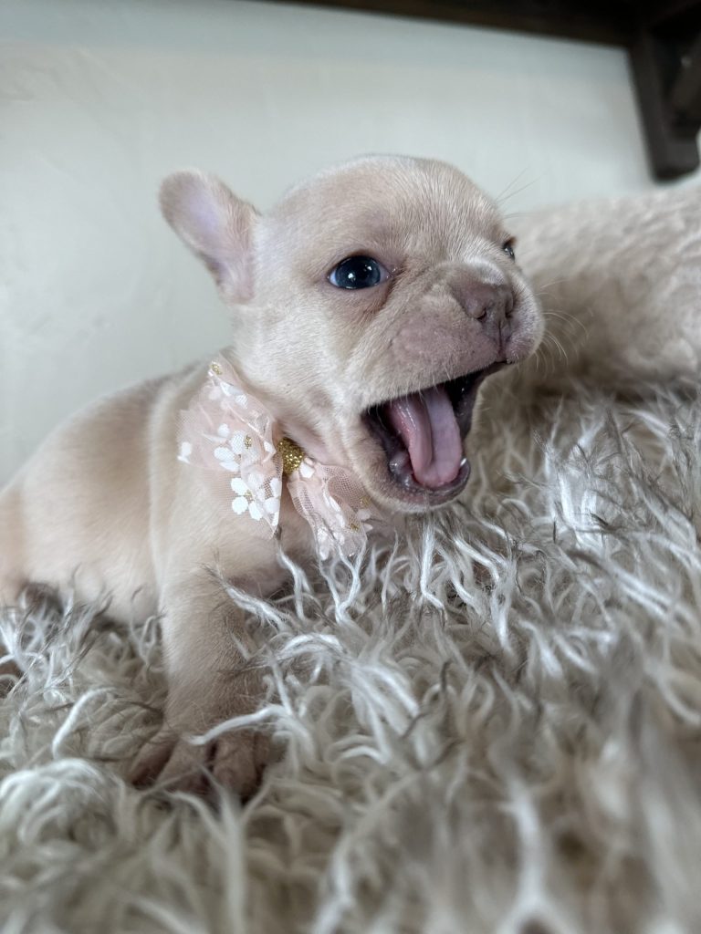 Sasha | Cream French Bulldog Female | Available in Dec 2024