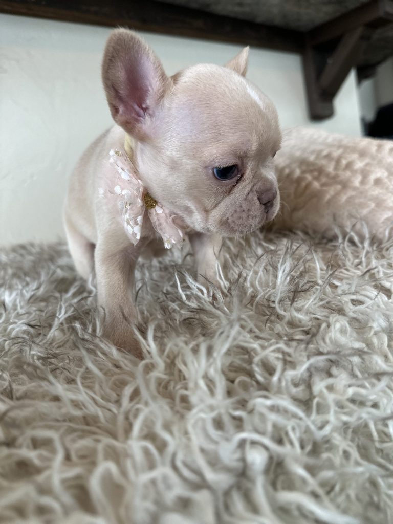 Sasha | Cream French Bulldog Female | Available in Dec 2024