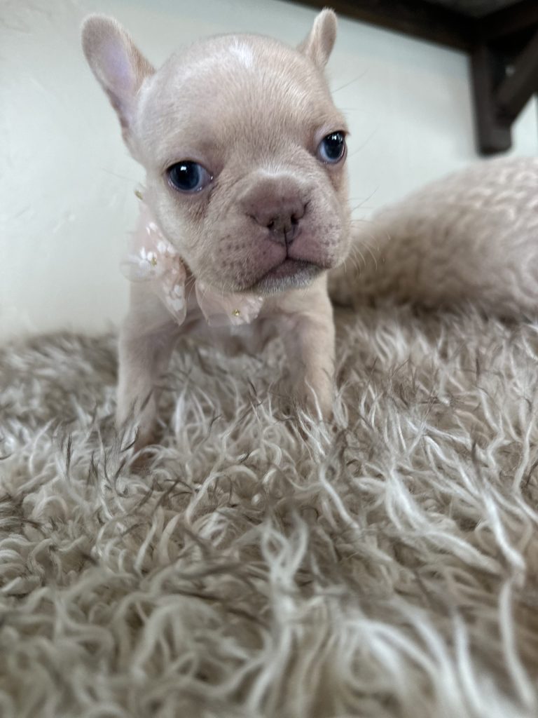 Sasha | Cream French Bulldog Female | Available in Dec 2024