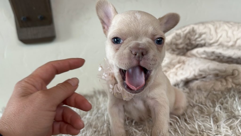 Sasha | Cream French Bulldog Female | Available in Dec 2024