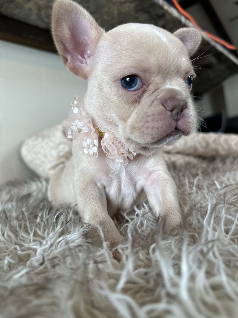 Sasha | Cream French Bulldog Female | Available in Dec 2024