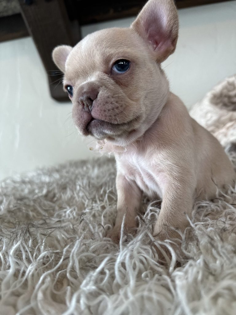 Sasha | Cream French Bulldog Female | Available in Dec 2024