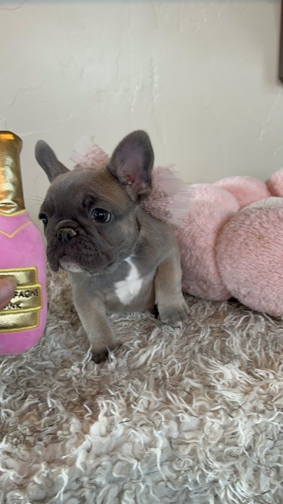 Tasha | Sable French Bulldog Female | Available in Nov 2024