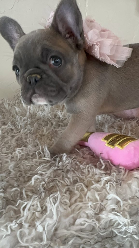 Tasha | Sable French Bulldog Female | Available in Nov 2024