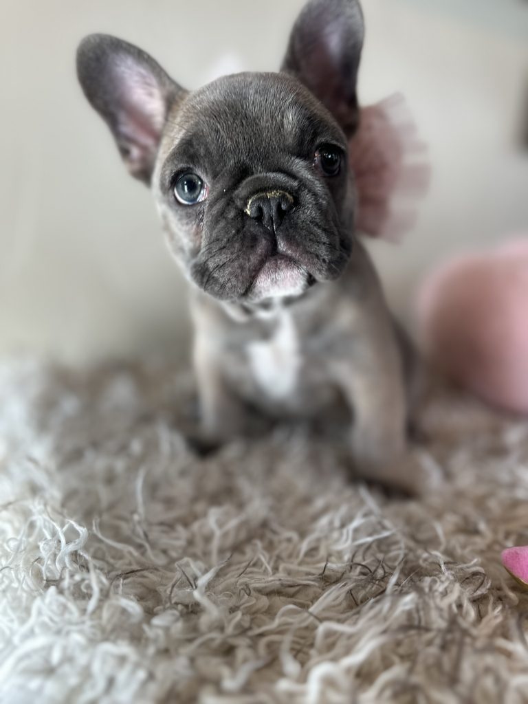 Tasha | Sable French Bulldog Female | Available in Nov 2024