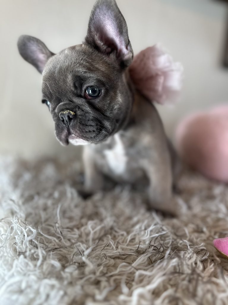 Tasha | Sable French Bulldog Female | Available in Nov 2024