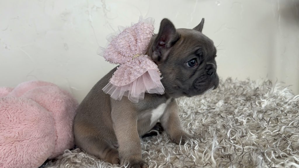 Tasha | Sable French Bulldog Female | Available in Nov 2024