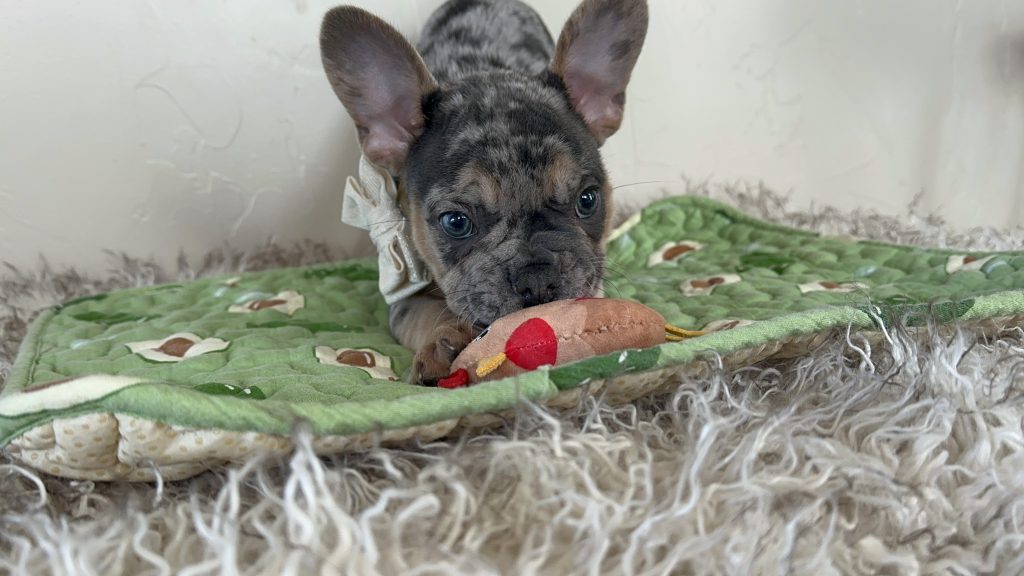 Otis | Blue Merle & Tan French Bulldog Male | Available Oct 30th, 2024