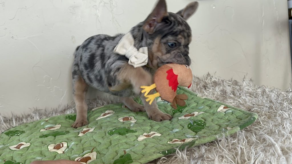 Otis | Blue Merle & Tan French Bulldog Male | Available Oct 30th, 2024