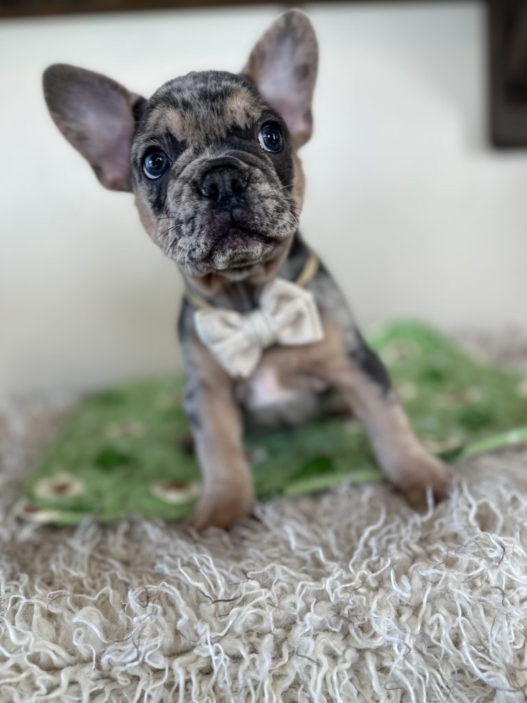 Otis | Blue Merle & Tan French Bulldog Male | Available Oct 30th, 2024