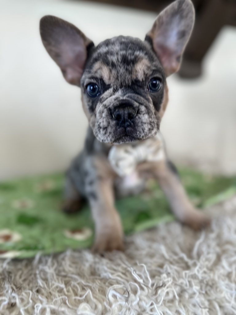 Otis | Blue Merle & Tan French Bulldog Male | Available Oct 30th, 2024
