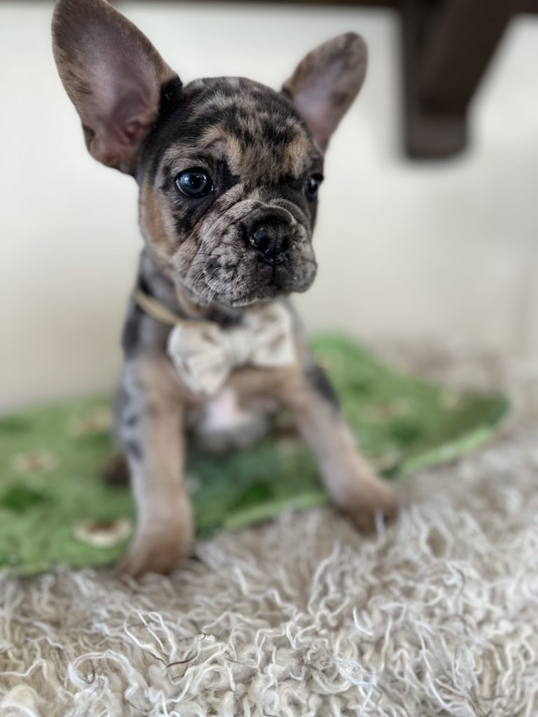 Otis | Blue Merle & Tan French Bulldog Male | Available Oct 30th, 2024
