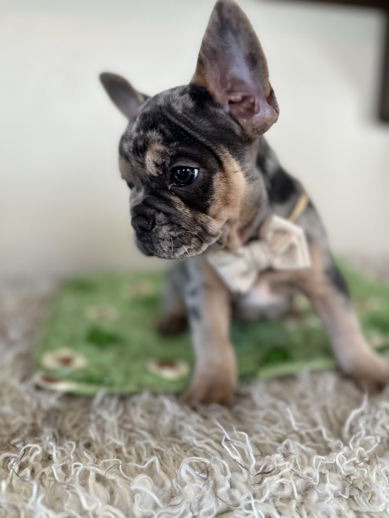 Otis | Blue Merle & Tan French Bulldog Male | Available Oct 30th, 2024