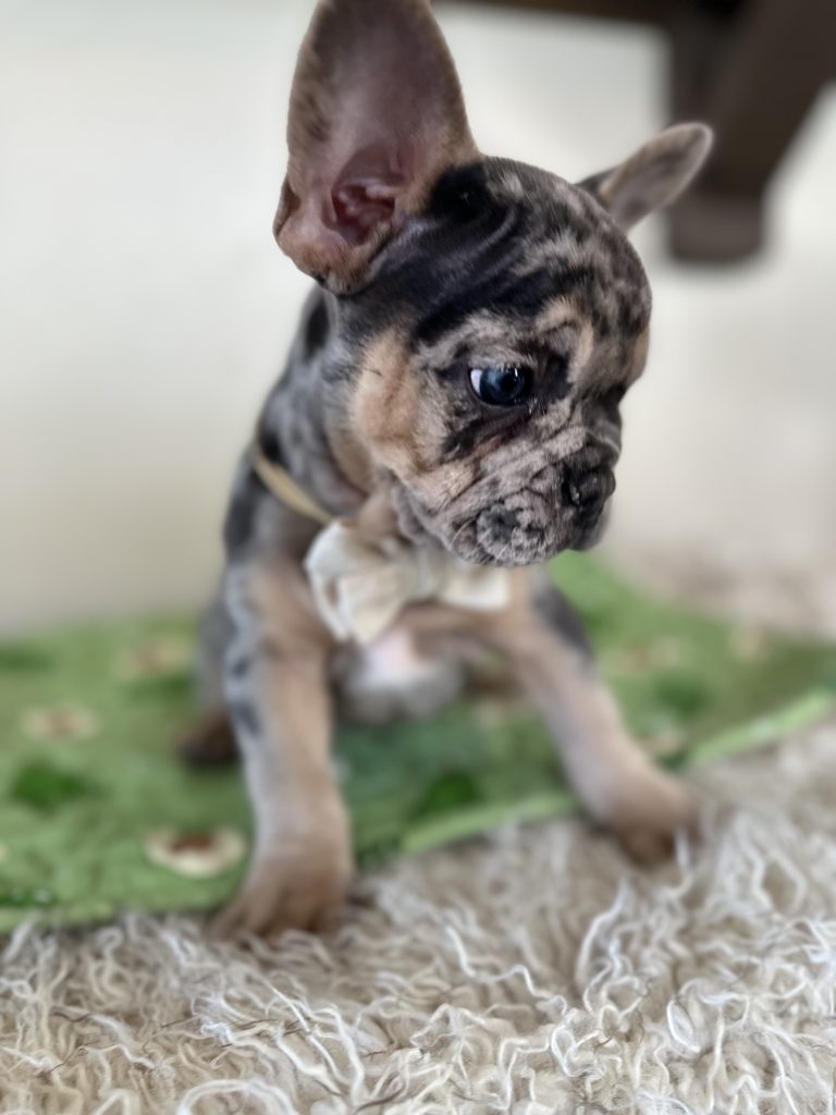 Otis | Blue Merle & Tan French Bulldog Male | Available Oct 30th, 2024
