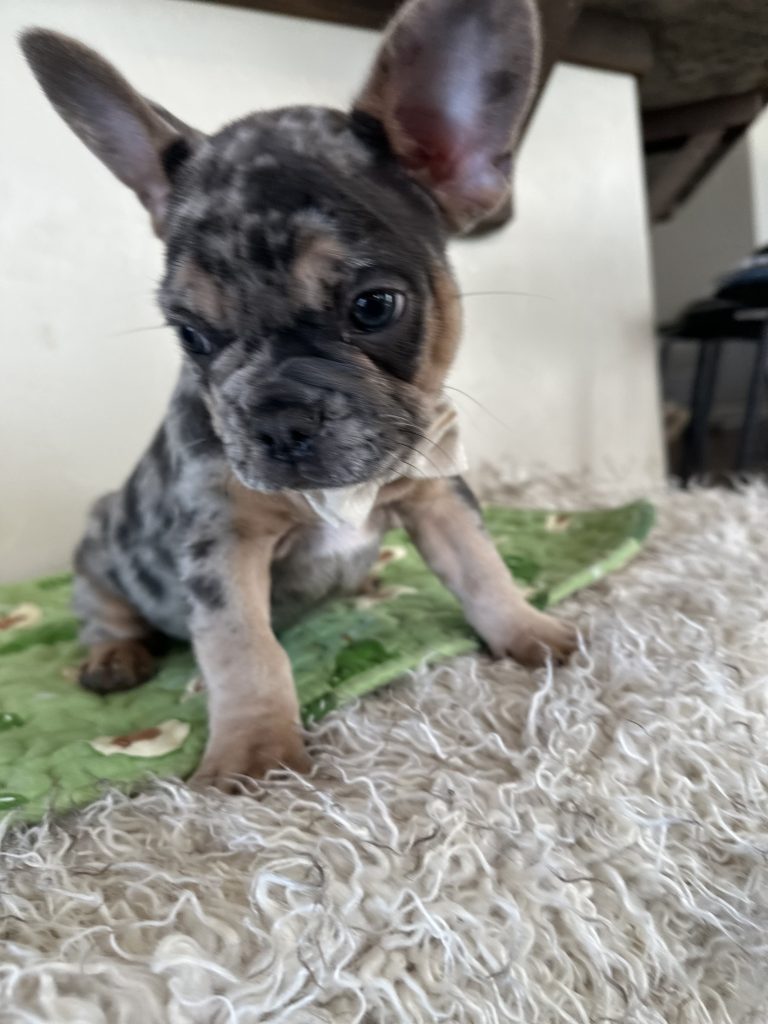Otis | Blue Merle & Tan French Bulldog Male | Available Oct 30th, 2024